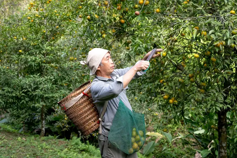 2025年食用香精行业新规解读及食品添加剂合规应用要点